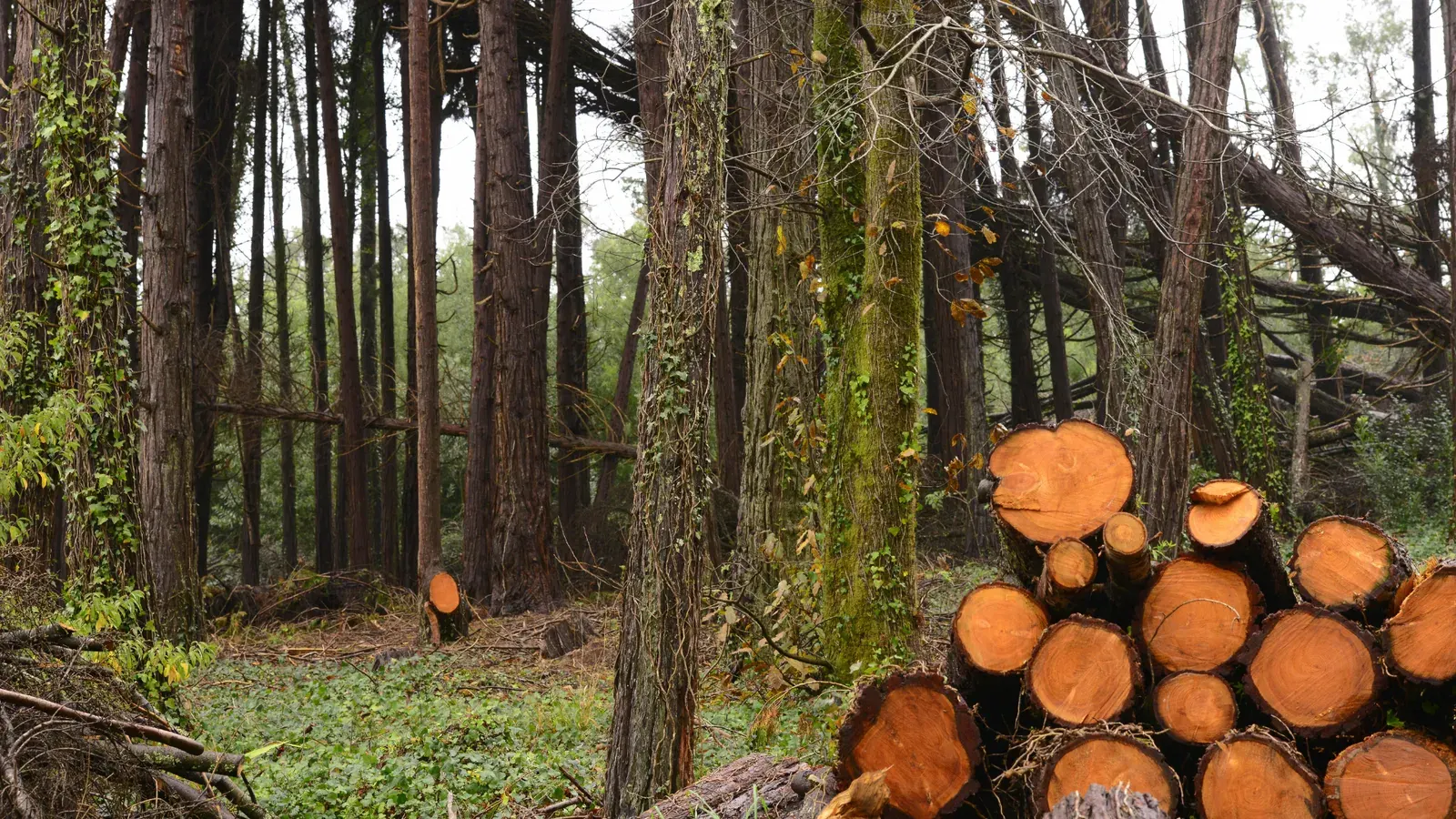 Levantamiento dasométrico en terreno con vegetación forestal nativa