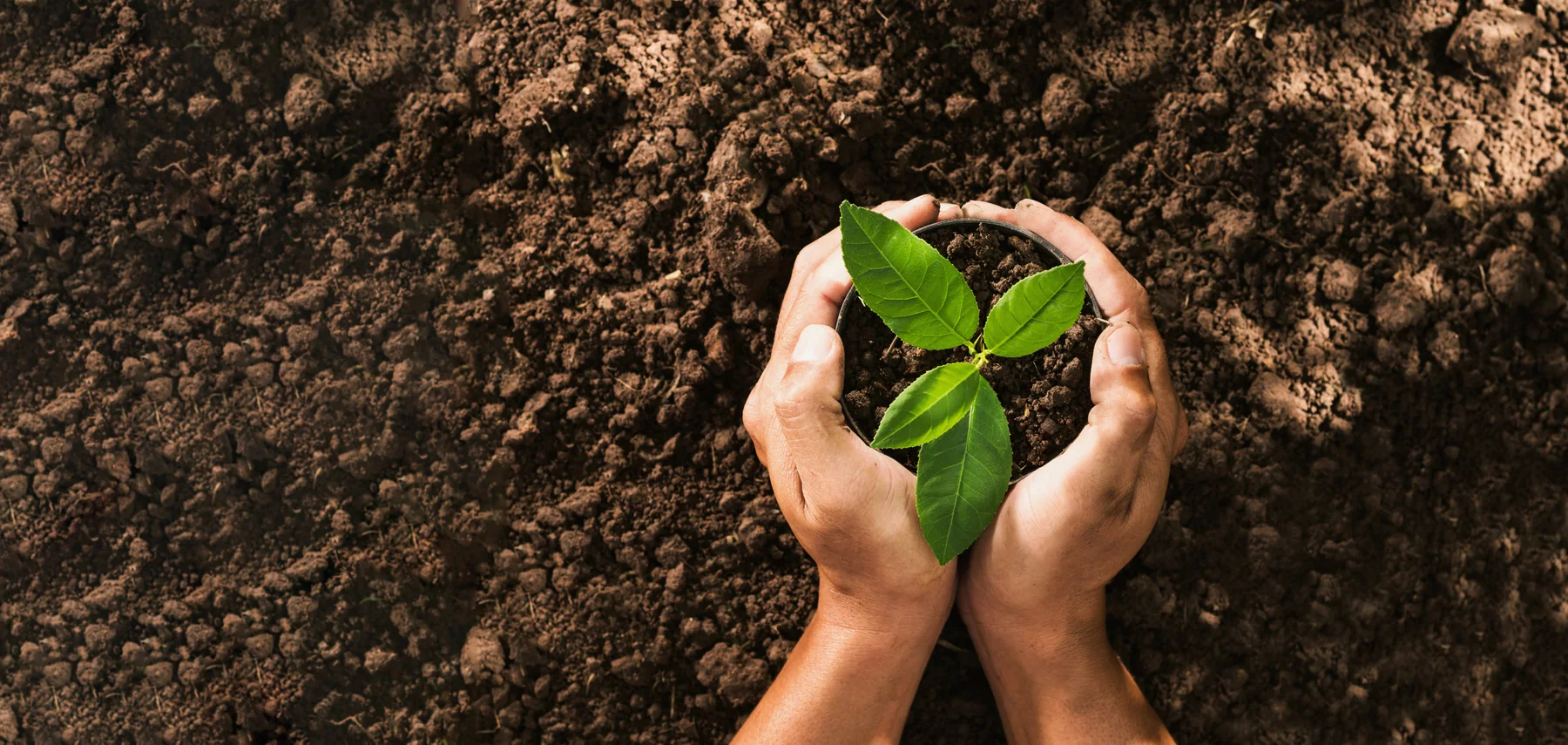 Compromiso ambiental — Celtis, consultoría ambiental en Santa Catarina, N.L.